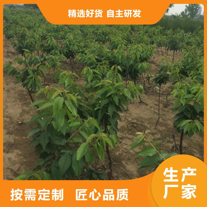 【樱桃】_石榴树产地源头好货|凉州|民勤|定西|金昌|甘南|平凉|临夏经销商