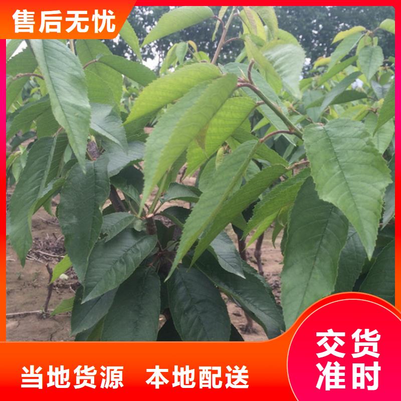 樱桃,李子苗货源稳定