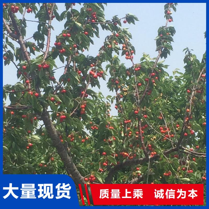 樱桃-草莓苗实拍品质保障