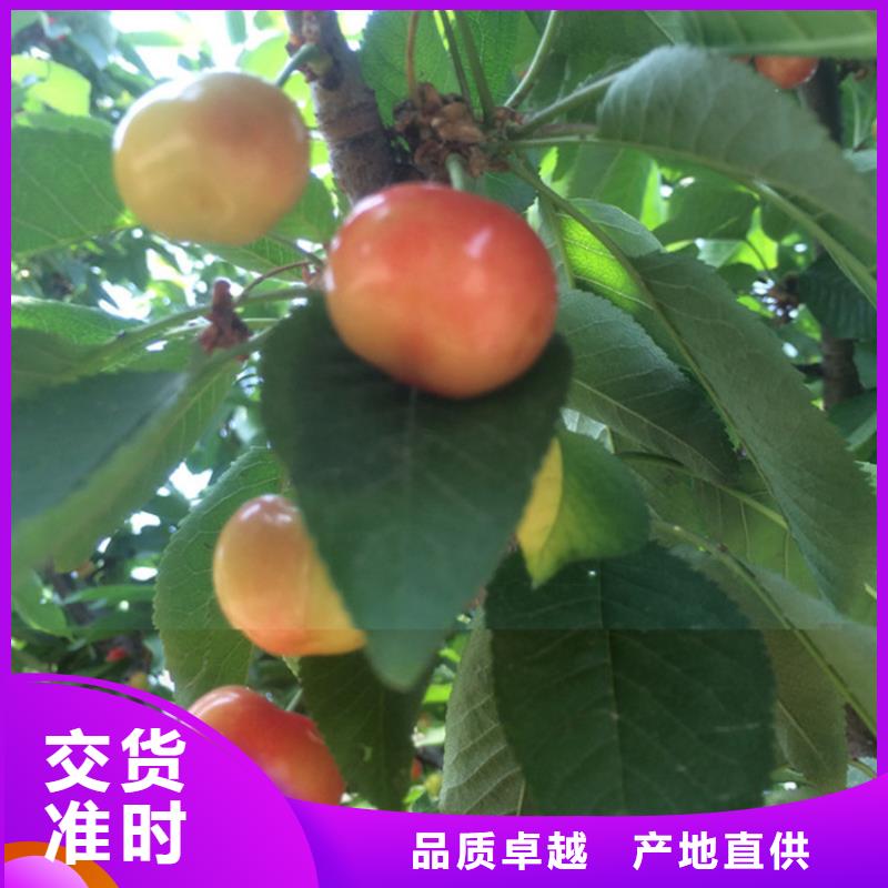 樱桃嘎啦苹果免费寄样