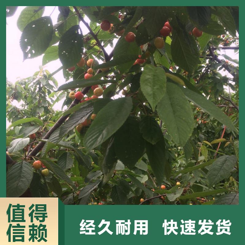 【 樱桃李树苗支持定制批发】