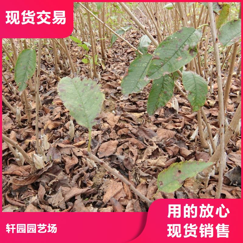 樱桃-草莓苗实拍品质保障