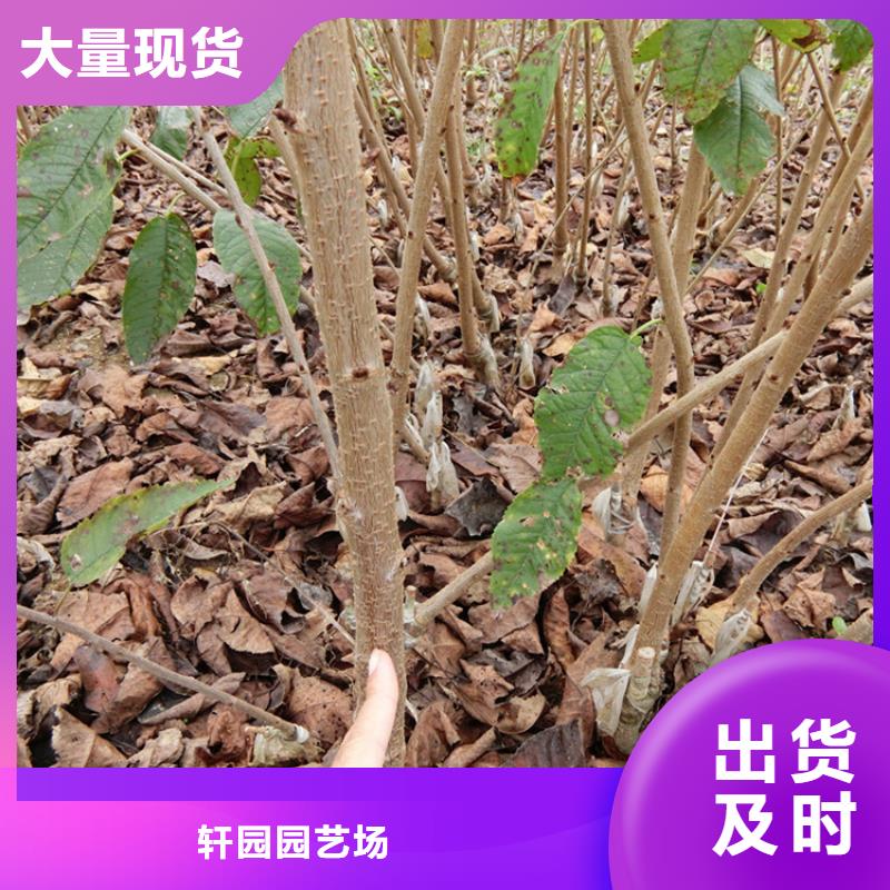 樱桃_蓝莓苗支持非标定制