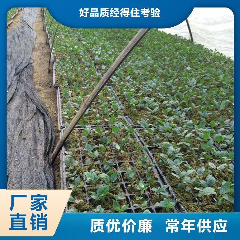 樱桃_蓝莓苗支持非标定制