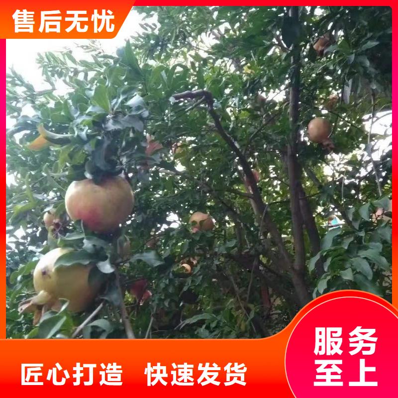 石榴西瓜苗细节之处更加用心