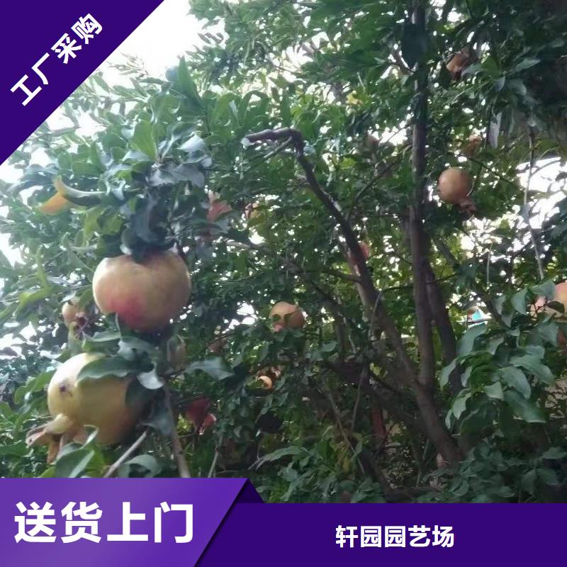 石榴-【桃树苗】批发供应 轩园园艺场(哈尔滨市分公司)