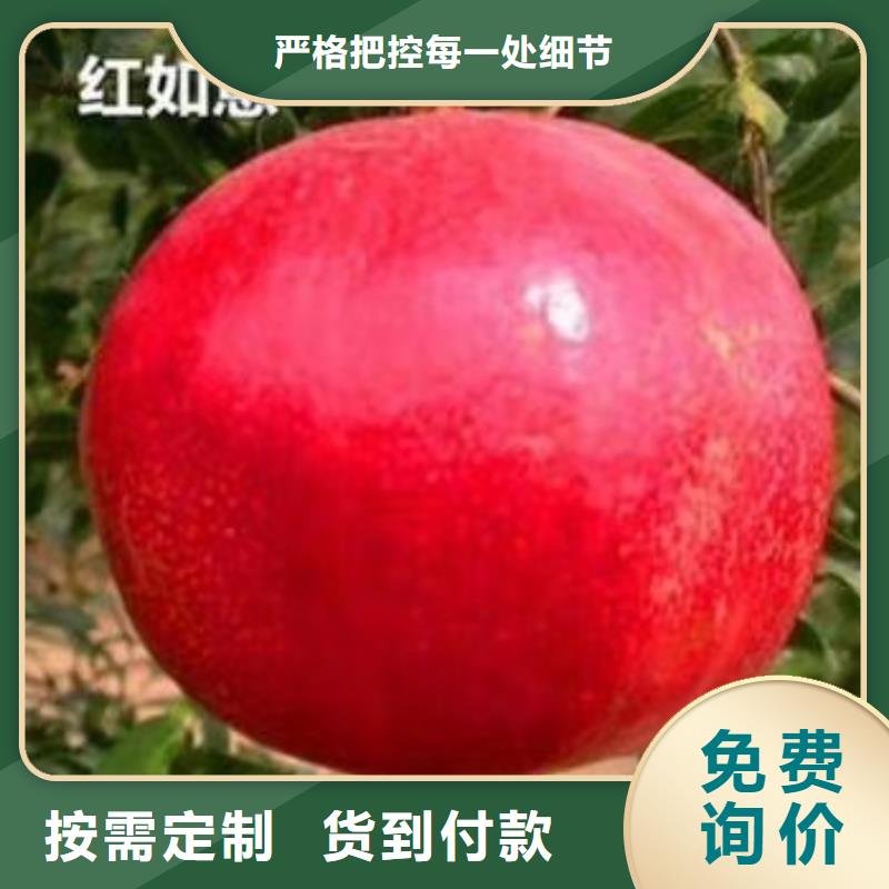 【 石榴,无花果苗质量上乘】本地货源