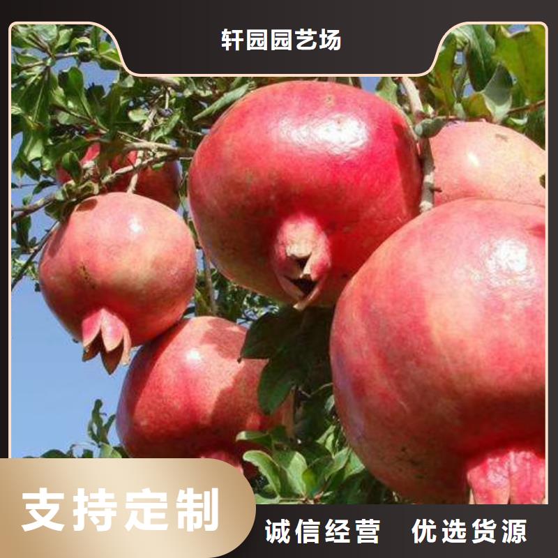 石榴苹果苗实力见证