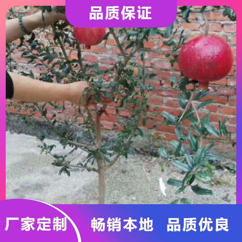 石榴-【桃树苗】批发供应 轩园园艺场(哈尔滨市分公司)