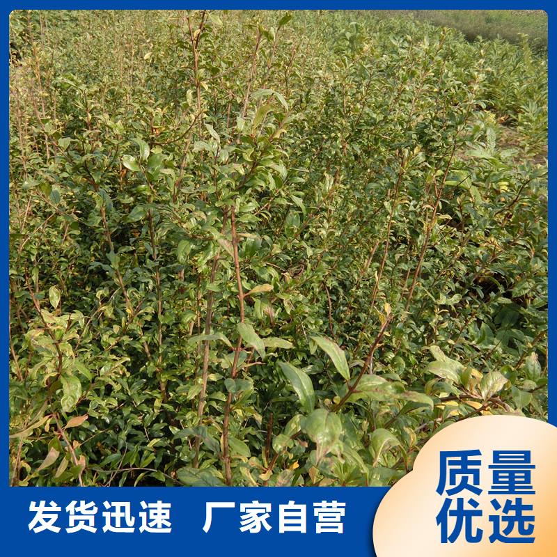 石榴苹果苗实力厂家