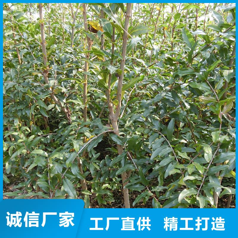 石榴-【桃树苗】批发供应 轩园园艺场(哈尔滨市分公司)