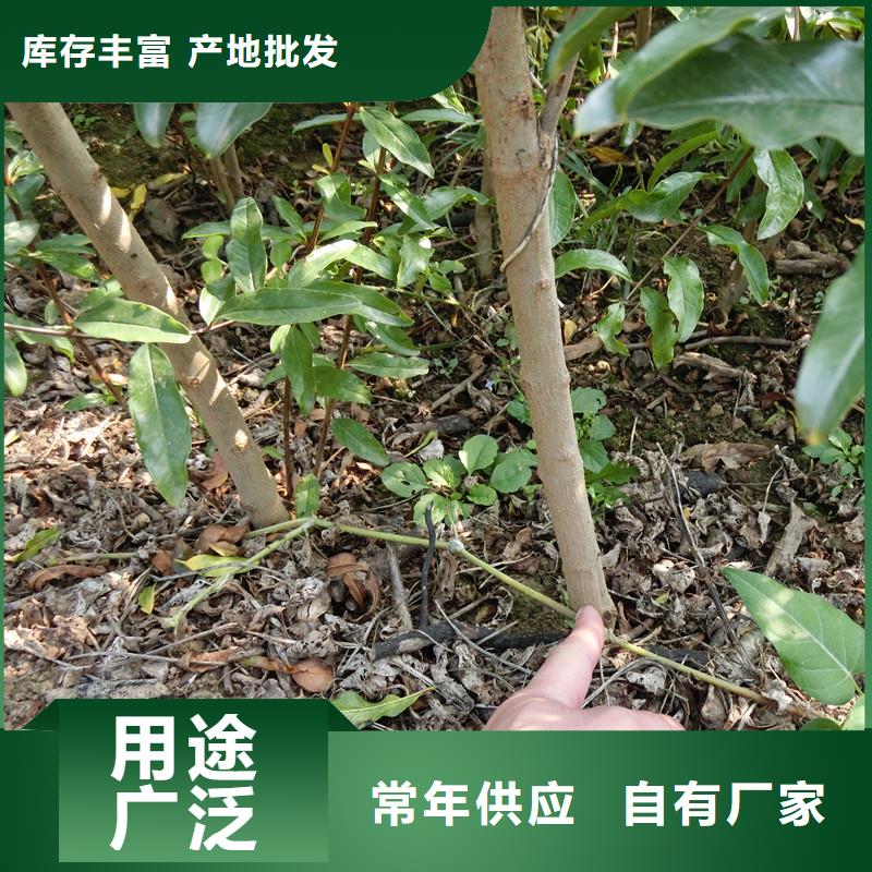 石榴-【桃树苗】批发供应 轩园园艺场(哈尔滨市分公司)
