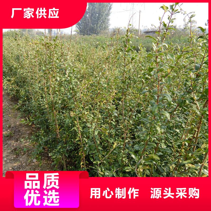 石榴梨树苗诚信可靠