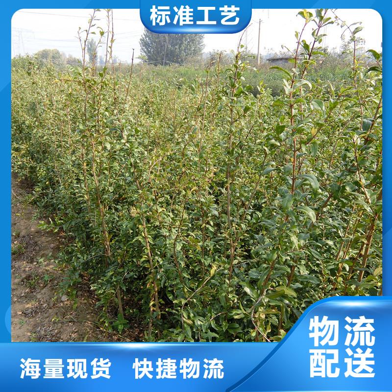 石榴-【桃树苗】批发供应 轩园园艺场(哈尔滨市分公司)