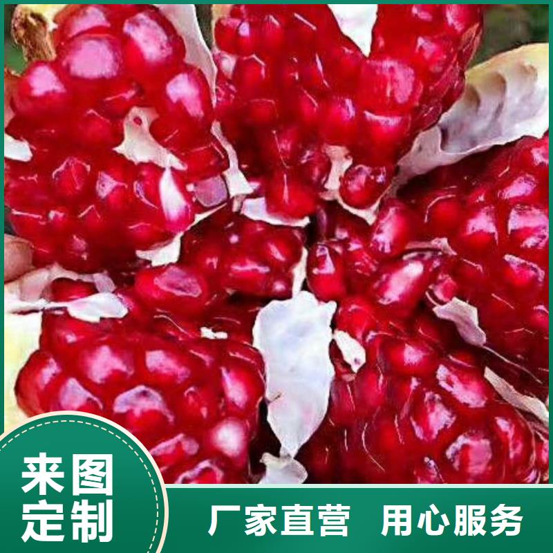 石榴-【桃树苗】批发供应 轩园园艺场(哈尔滨市分公司)