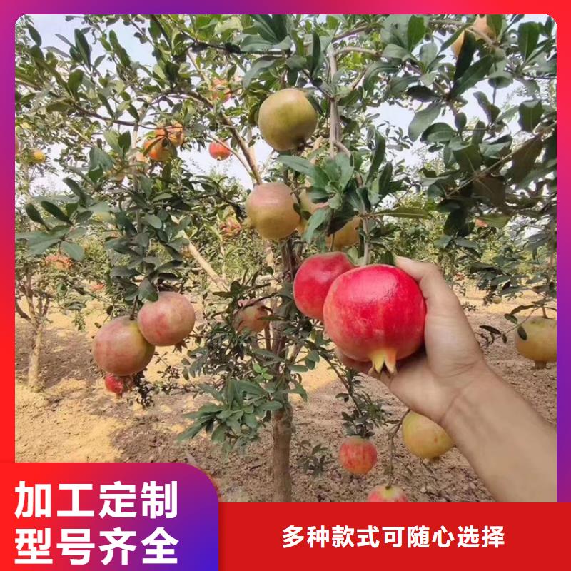 石榴西瓜苗细节之处更加用心