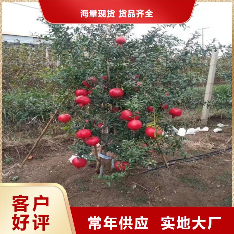 石榴樱桃苗拥有多家成功案例