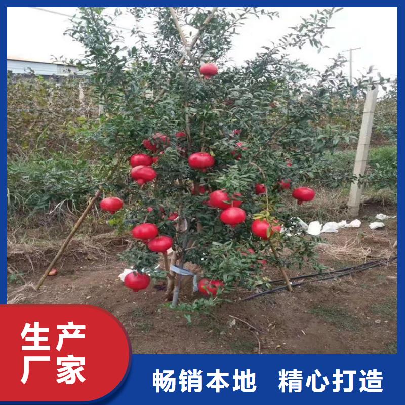 石榴西瓜苗细节之处更加用心