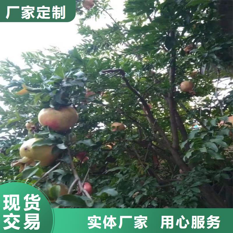 石榴西瓜苗细节之处更加用心