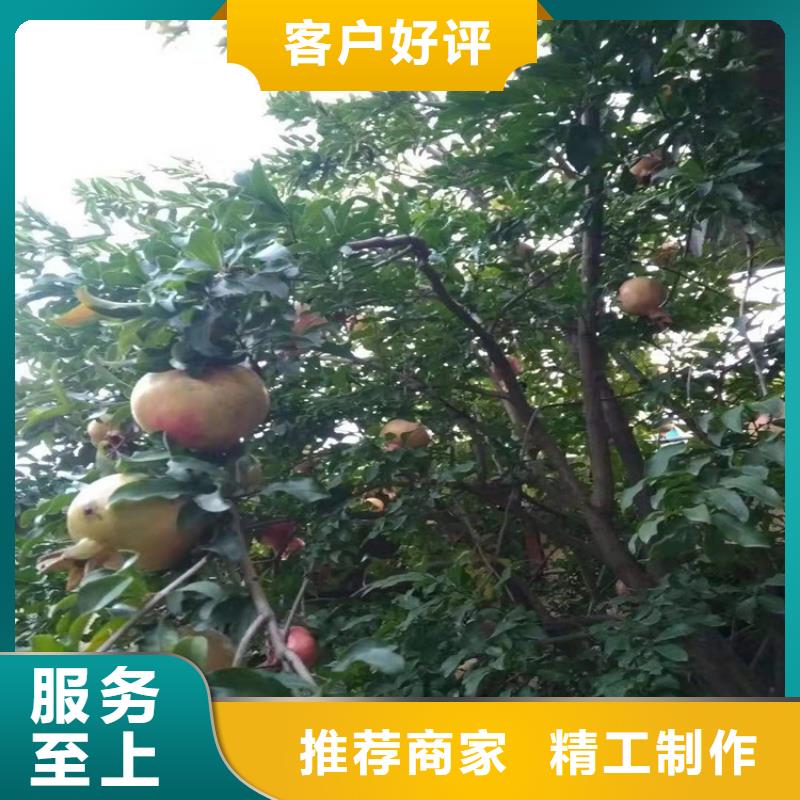 【 石榴,无花果苗质量上乘】本地货源