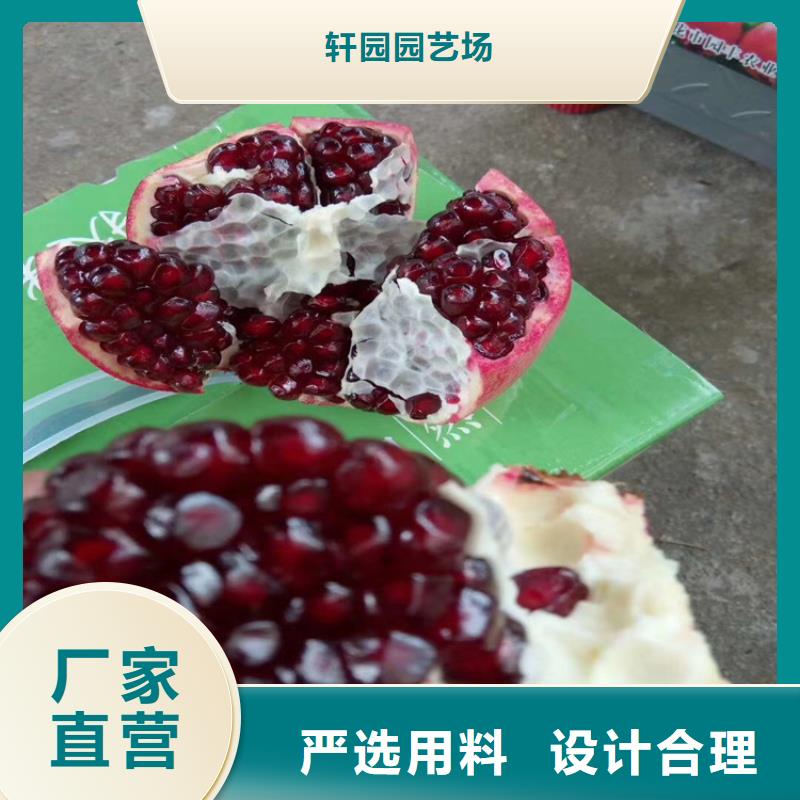 石榴杏树苗工艺精细质保长久