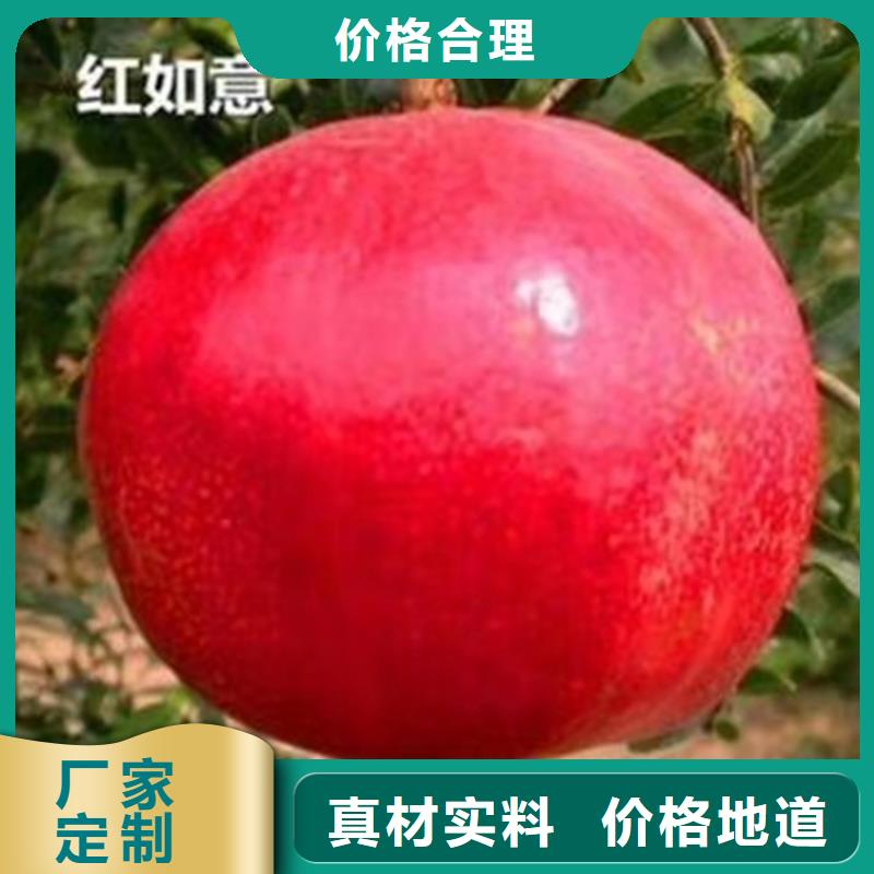 【石榴】樱桃苗保障产品质量