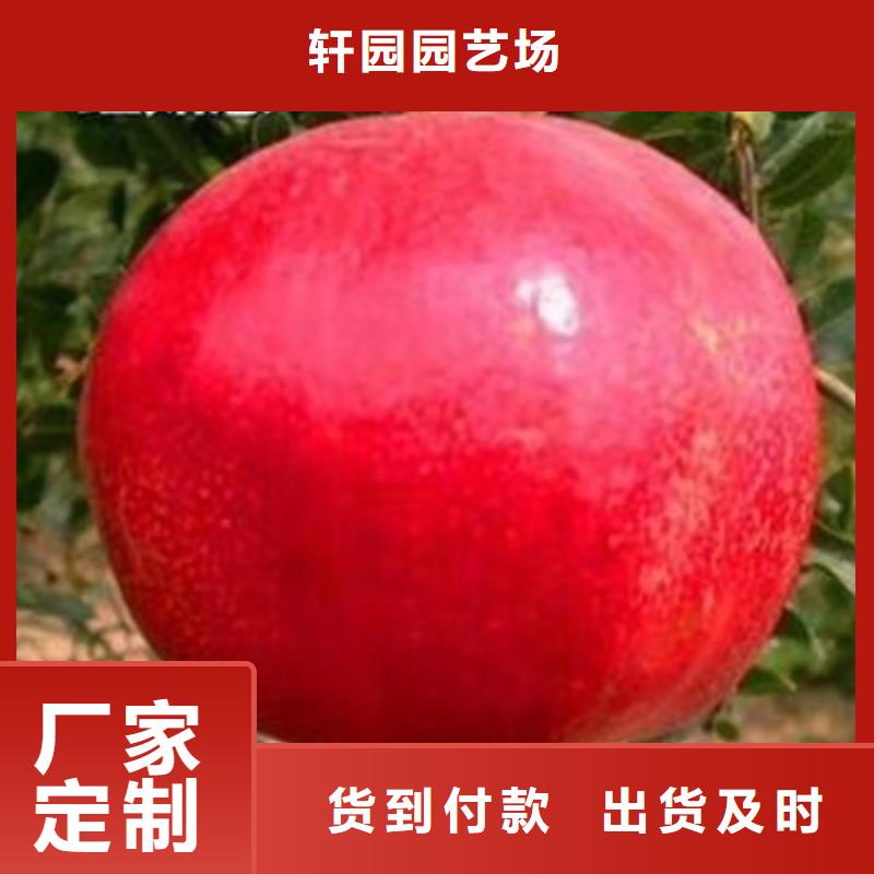 石榴杏树苗工艺精细质保长久