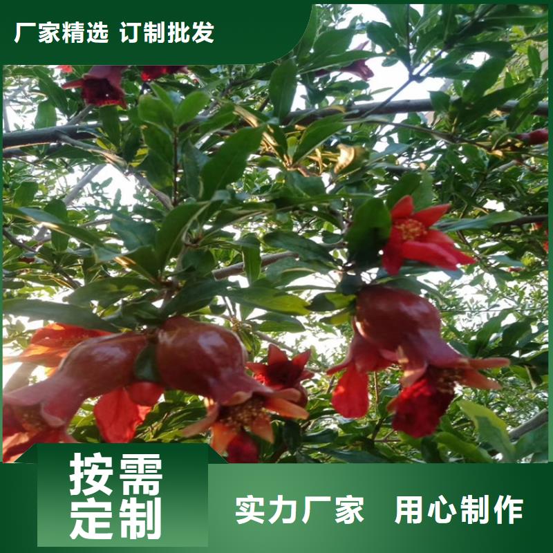 石榴西瓜苗细节之处更加用心