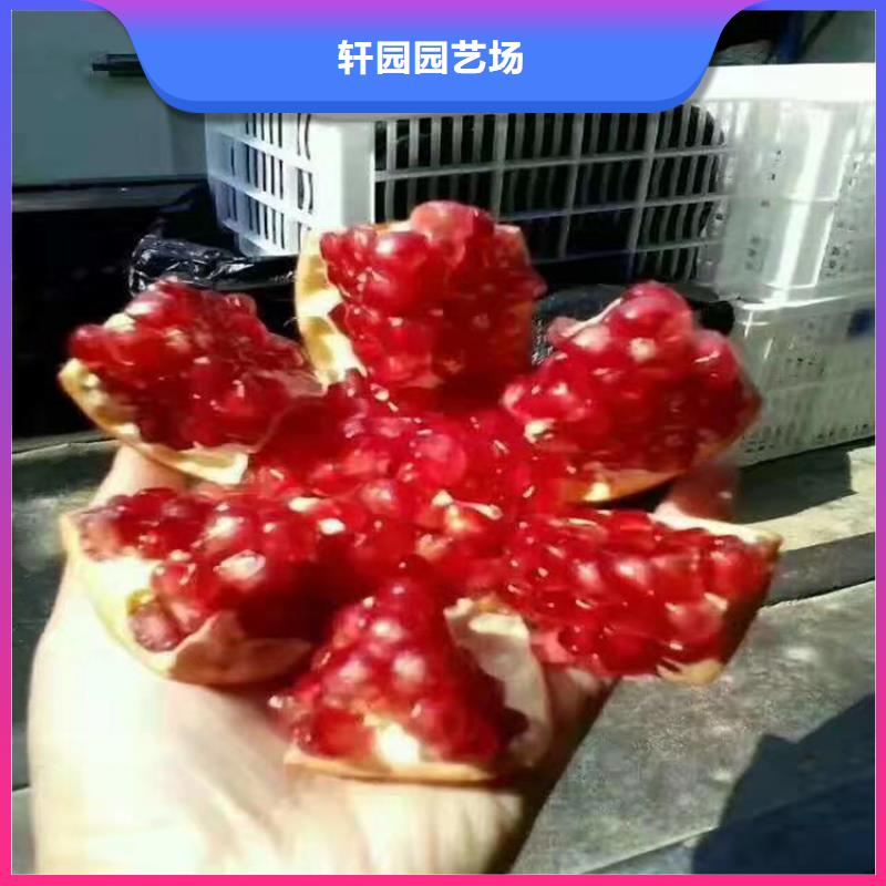 石榴杏树苗工艺精细质保长久