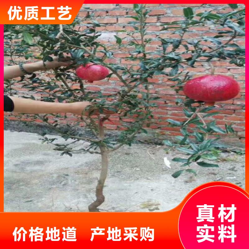 【 石榴,无花果苗质量上乘】本地货源