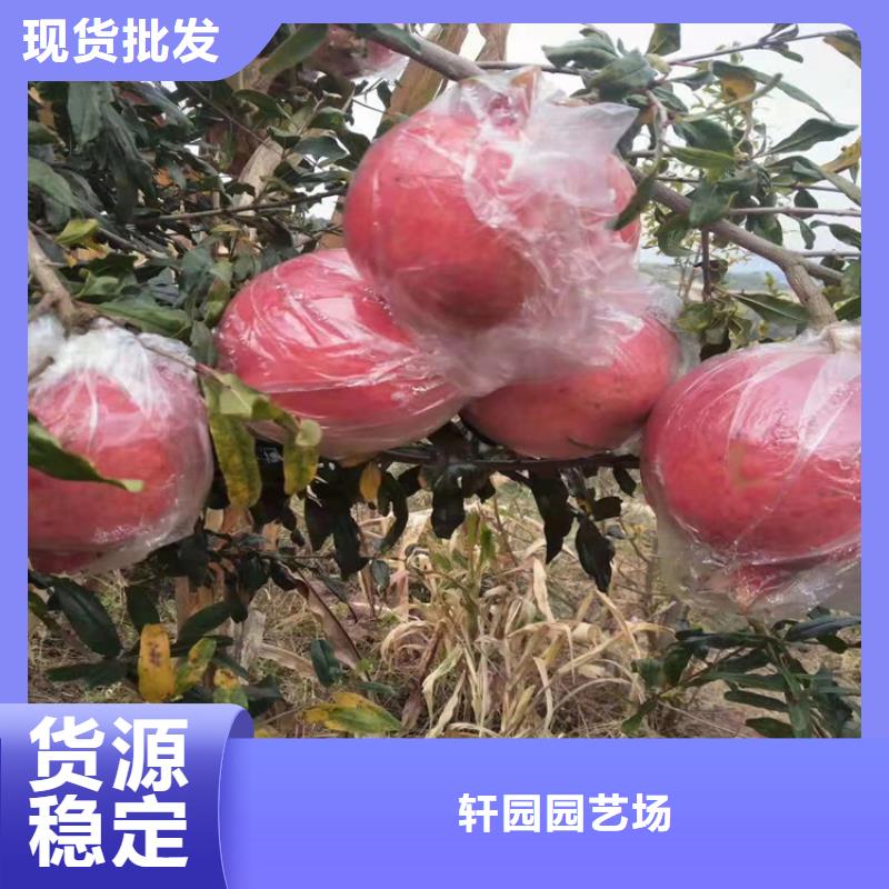 石榴-【桃树苗】批发供应 轩园园艺场(哈尔滨市分公司)