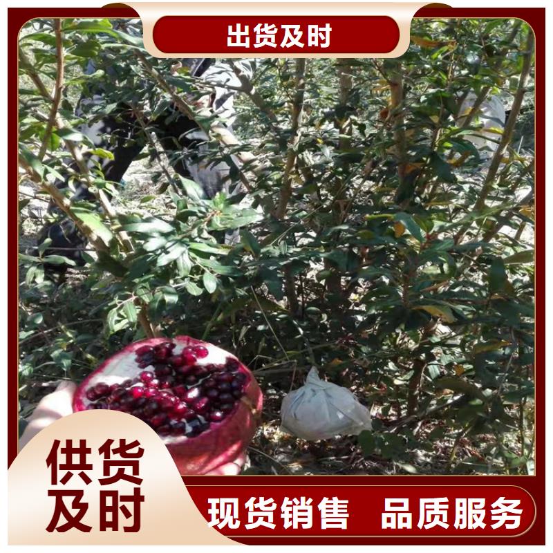 石榴西瓜苗细节之处更加用心