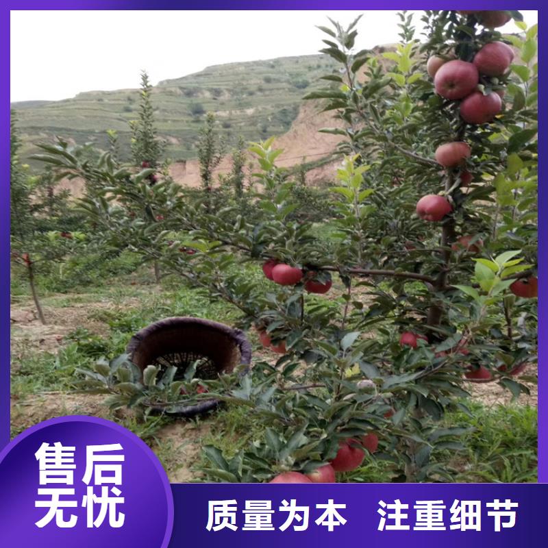 石榴西瓜苗细节之处更加用心