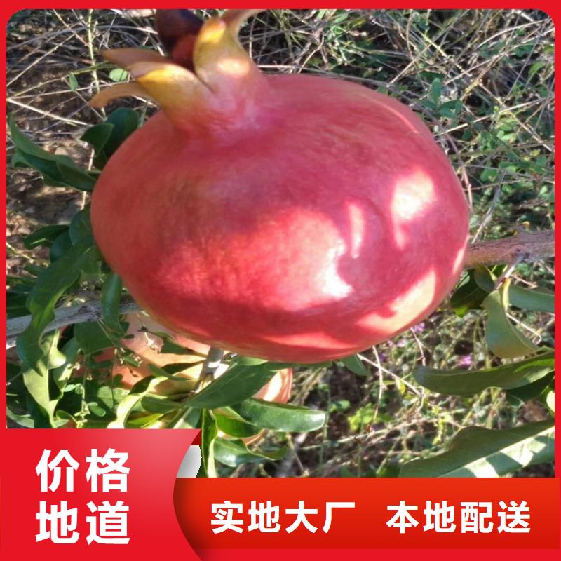 石榴杏树苗工艺精细质保长久