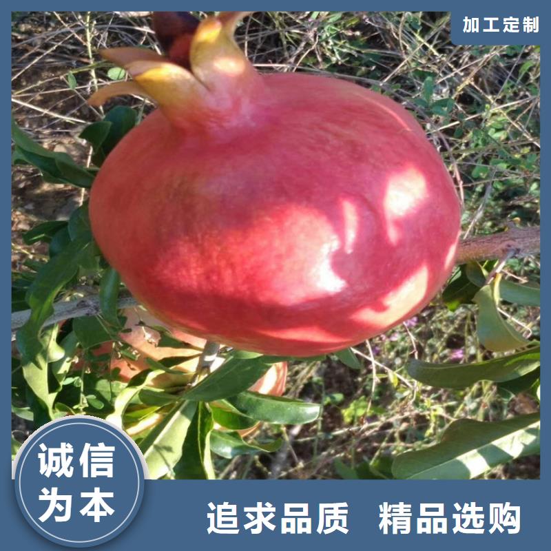 石榴西瓜苗细节之处更加用心