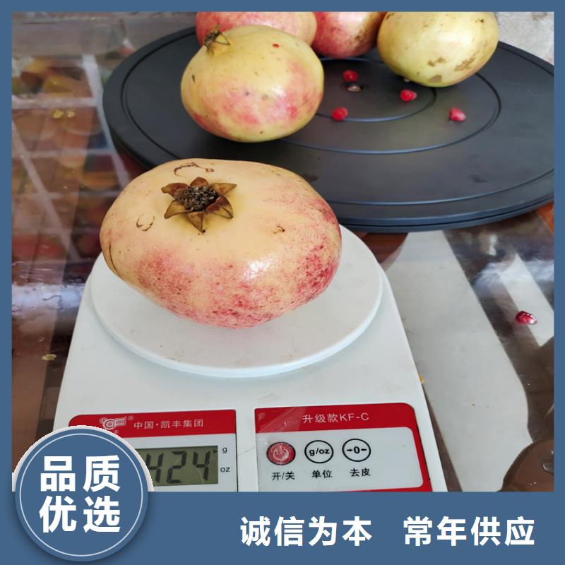 石榴-【桃树苗】批发供应 轩园园艺场(哈尔滨市分公司)