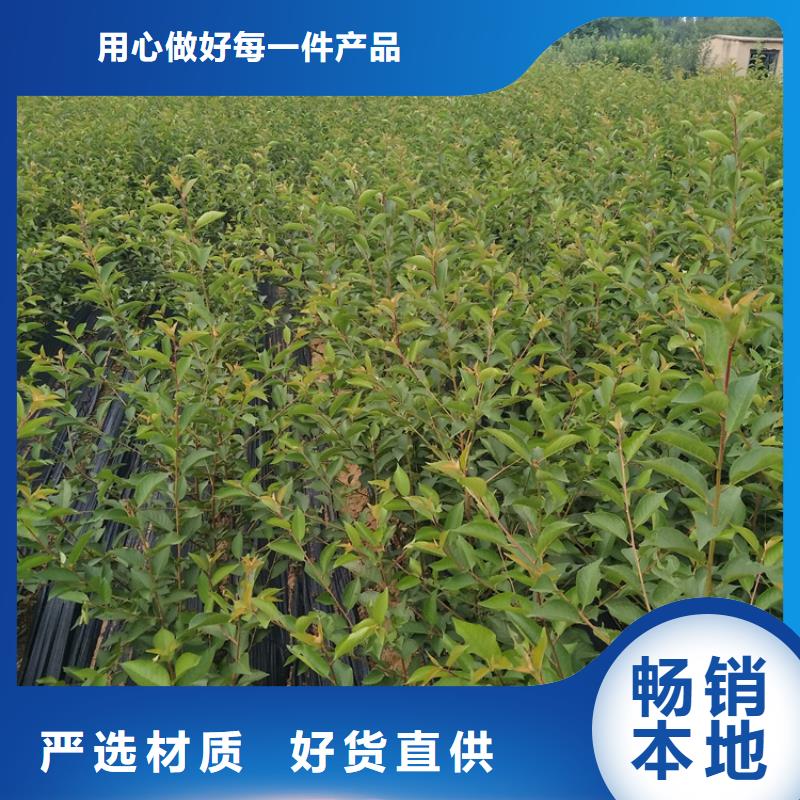 【石榴】樱桃苗保障产品质量