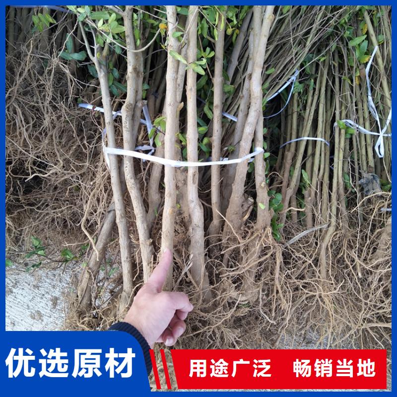 石榴苹果苗实力见证