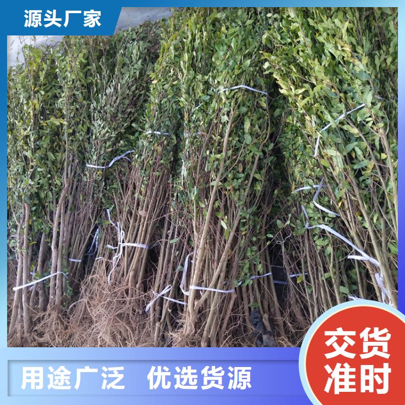 石榴西瓜苗细节之处更加用心