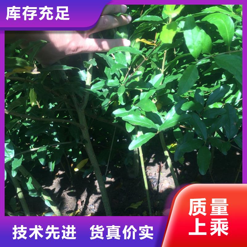 石榴-【桃树苗】批发供应 轩园园艺场(哈尔滨市分公司)