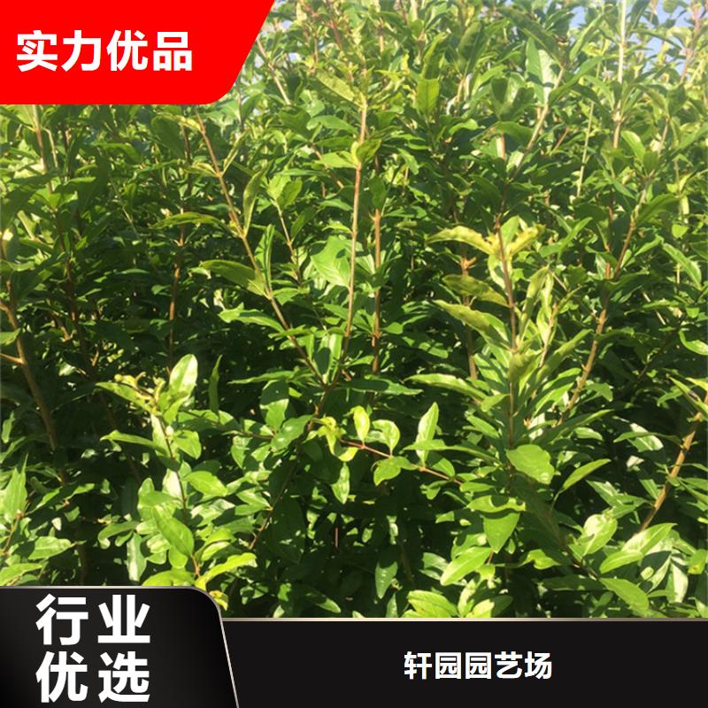 石榴-【桃树苗】批发供应 轩园园艺场(哈尔滨市分公司)
