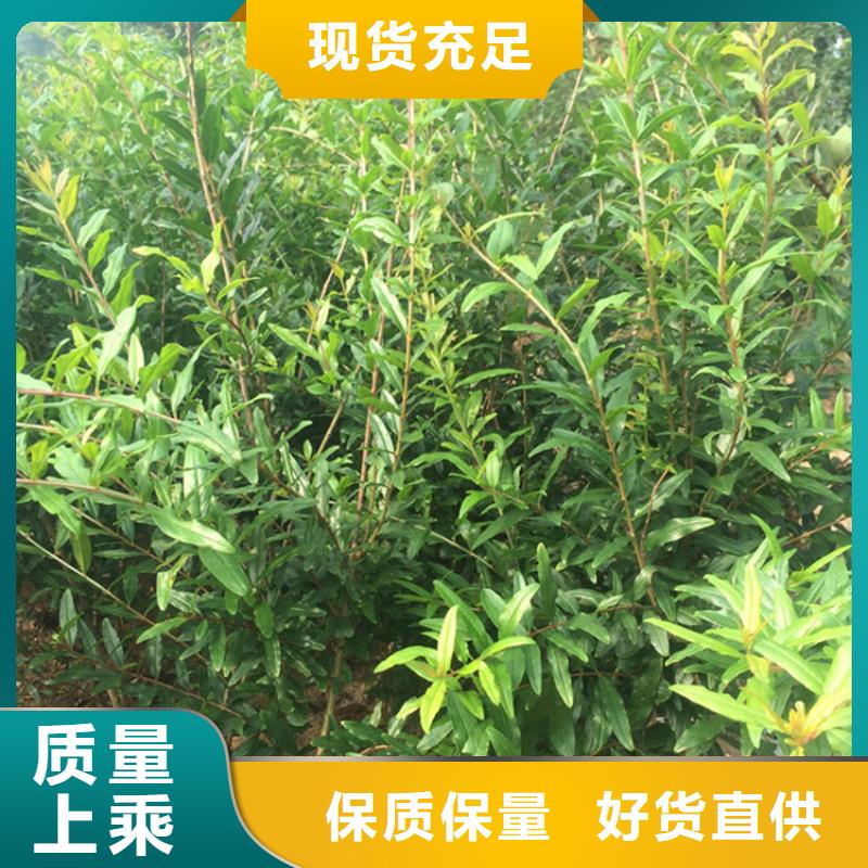 石榴苹果苗实力见证