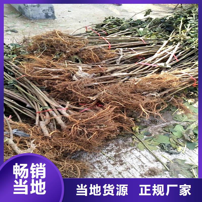无花果蓝莓苗详细参数