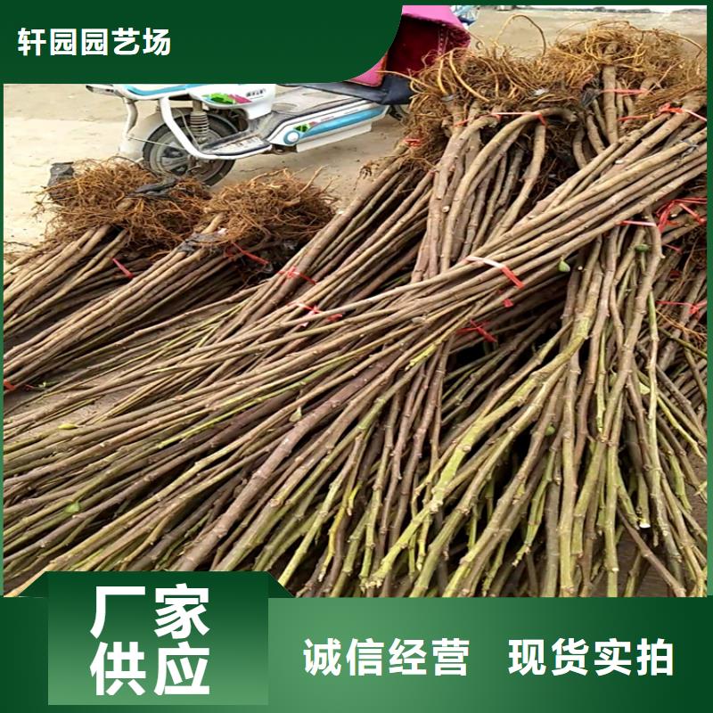 无花果,红石榴苗基地专业生产N年