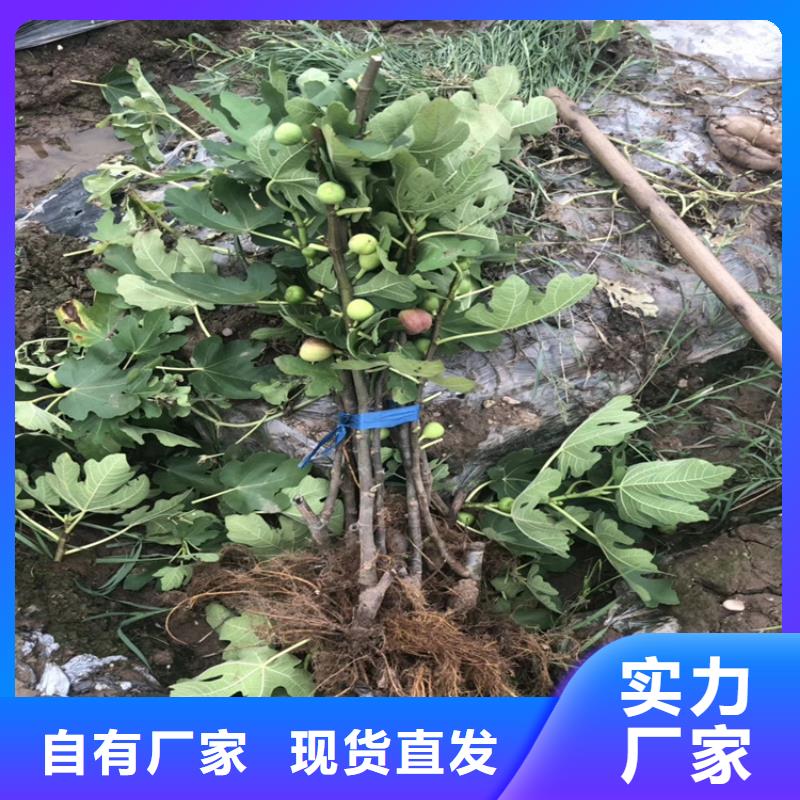 无花果_樱桃苗值得信赖