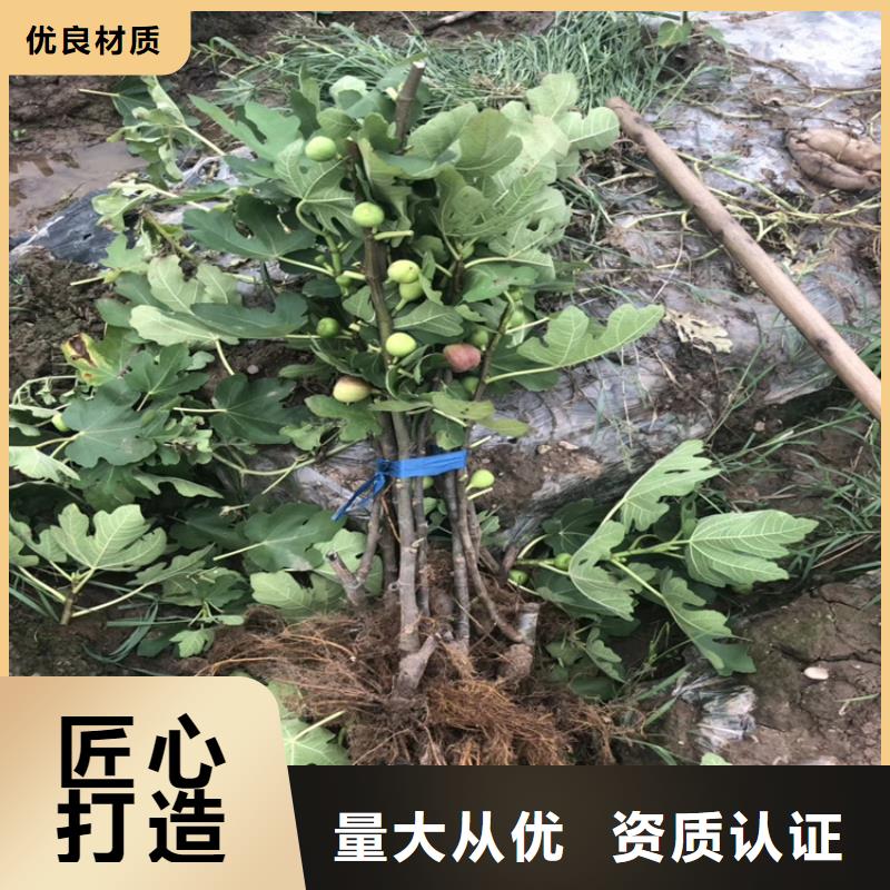 【 无花果 梨树苗实拍展现】-服务范围包括埇桥|泗县|巢湖|淮南|蚌埠|芜湖|合肥|铜陵等