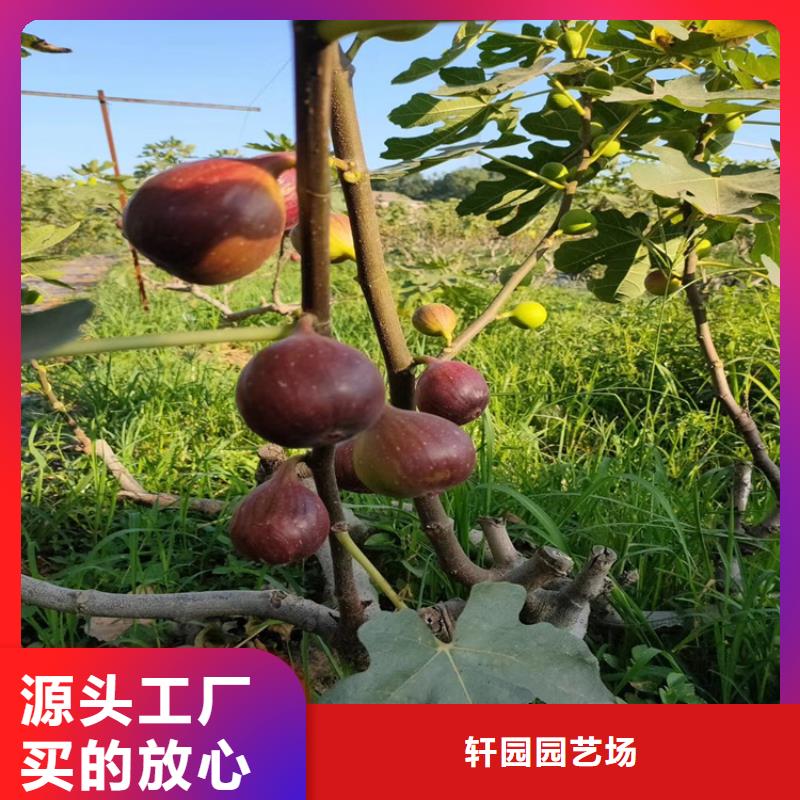 无花果,红石榴苗基地专业生产N年