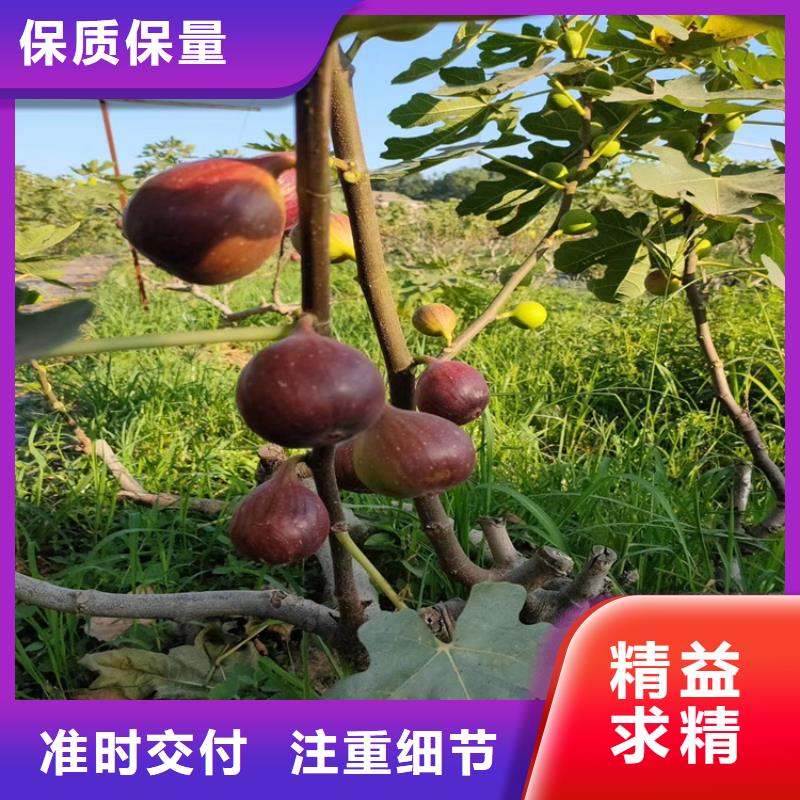 【 无花果-北美冬青源厂直接供货】 轩园园艺场(本溪市分公司)