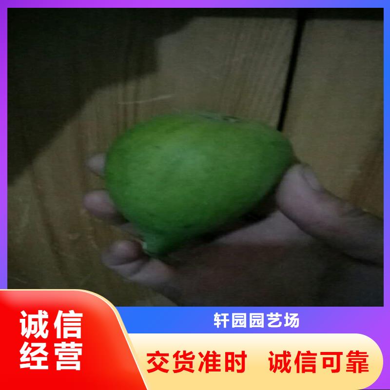 无花果,【石榴树】研发生产销售