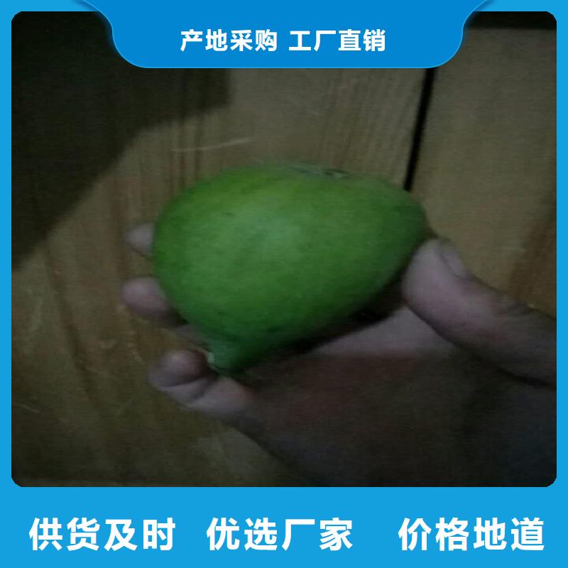无花果蓝莓苗详细参数